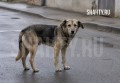 Ввели штрафы за кормление бродячих животных в Астраханской области