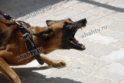 Cтая бездомных собак насмерть загрызла школьника на Пасху
