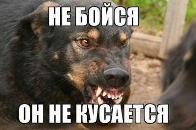 Город Шахты лидер по жалобам на бродячих собак