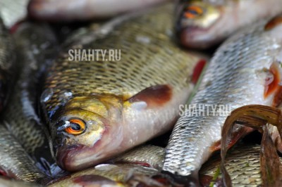 Электроудочкой ловил рыбу: на 19-летнего завели уголовное дело в Ростовской области