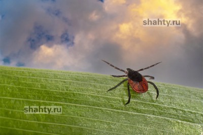 77 человек пострадали от укусов клещей в Ростовской области