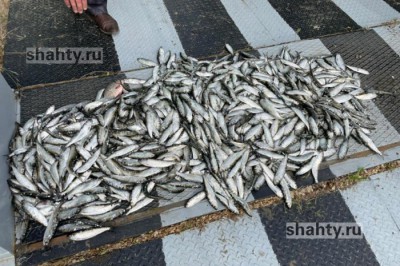 Браконьер выловил донской селедки на 1,7 млн рублей на Кочетовском гидроузле на реке Дон