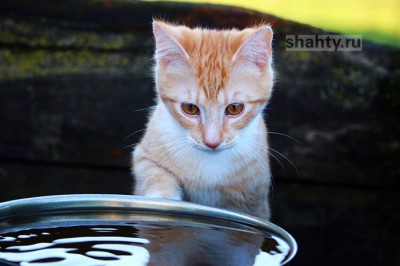 В Шахтах отключат воду в четверг, 3 ноября, в разных районах города