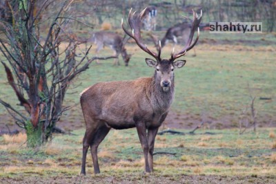 Под Шахтами выпустили 14 оленей в естественную среду обитания