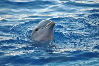 В Ростовском дельфинарии определили пол дельфиненка, родившегося в январе