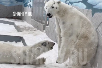 Решили поженить белых медведей Комету и Айона в Ростовском зоопарке