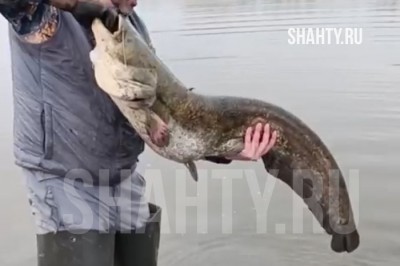 Поймали случайного сома и отпустили в Ростовской области