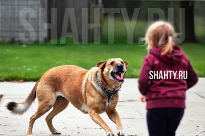 Предложили запретить кормить бродячих животных в России