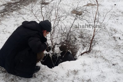 В Шахтах в открытый люк провалилась собака