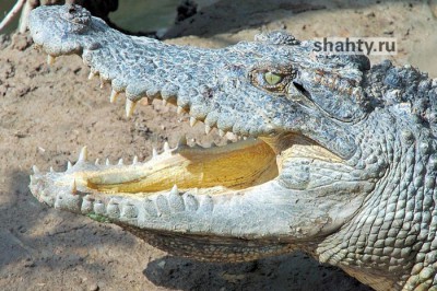 Ищут сбежавшего крокодила в Батайске: специалисты используют тепловизор