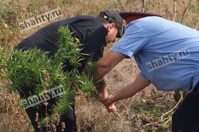 Попалась с «травкой» в Шахтах: 31-летняя девушка знала, где растет