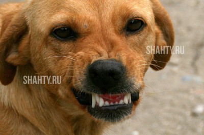 В Шахтах мужчину укусила собака