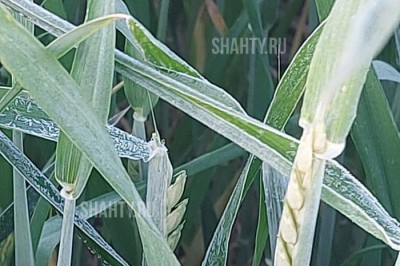 Из-за заморозков введен режим ЧС в Ростовской области с 15 мая