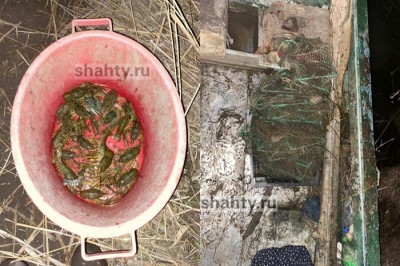 Браконьер выловил 30 раков в Ростовской области: мужчину задержали полицейские