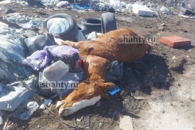 Выбросили мертвого коня на свалку в Ростове