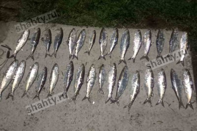 Браконьер ловил сетями донскую селедку на Дону в Ростовской области