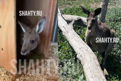 Рядом с г. Шахты найден кенгуру, сбежавший из парка птиц «Малинки»