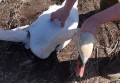 На голову жителей упал раненый лебедь в Ростовской области