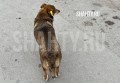 По бродячим собакам ведут статистику в Ростовской области