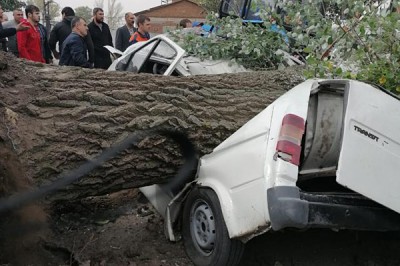 Рухнувшее дерево раздавило двух людей в Ford Transit в станице Багаевской