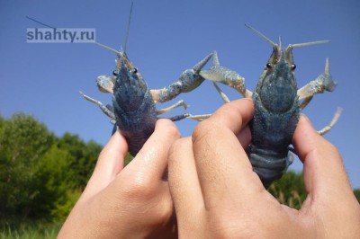 Участилась незаконная ловля раков руками в Ростовской области