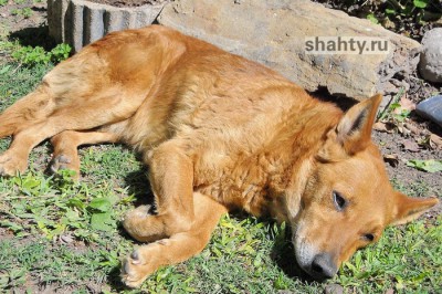 В Шахтах отловили менее десяти безнадзорных собак по заявкам горожан