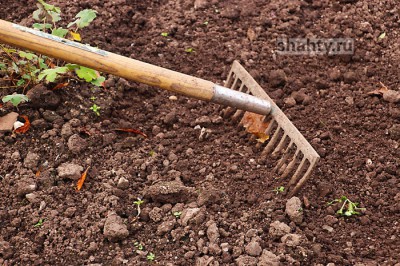 Ударила соседку в глаз граблями дама, выращивавшая на участке запрещенные растения