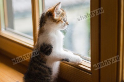 Выбросил подругу из окна квартиры с третьего этажа пьяный житель Красного Сулина