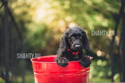 Возможны перебои водоснабжения из-за веерных отключений света в Шахтах