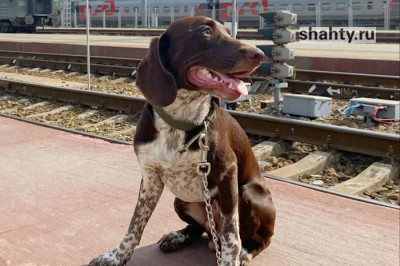 Введут бесплатный провоз домашних животных в электричках в Ростовской области