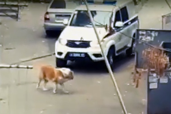 Полицейские пытались задавить алабая — это не так, объяснили в МВД
