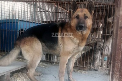 В Шахтах в отлов попал домашний пес — ищут хозяев
