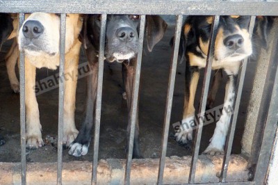 В Шахтах за день отловили пять бродячих собак на улицах