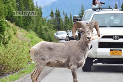 В Шахтах водители сигналят на улицах: автомобилисты и мотоциклисты не знают ПДД