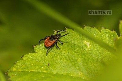 После укусов клещами пять человек заболели лихорадкой Ку