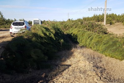 Усилена охрана елей перед Новым годом в лесах Ростовской области