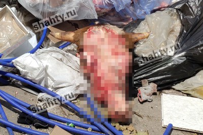 В г. Шахты выбросили коровьи черепа рядом с жилыми домами