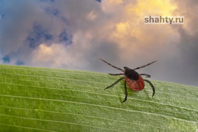 12 жителей Шахт пострадали от укусов клещей