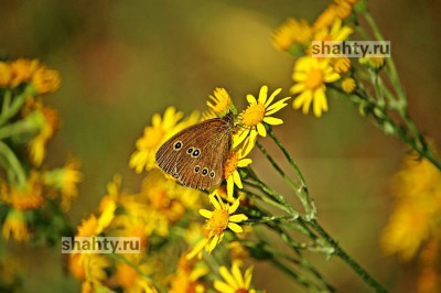 Город Шахты в числе лидеров по нескошенной траве и амброзии