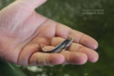 В реку Дон выпустили 750 тысяч мальков русского осетра