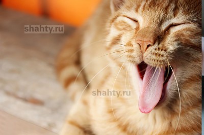 Погода в Шахтах на выходных: 21 градус тепла, в пятницу небольшой дождь