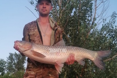 Поймал в Дону белого амура почти на 12 кг рыбак в Ростовской области