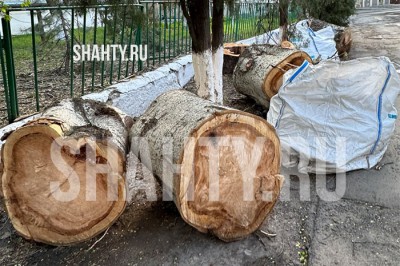 Спилили четыре крупных тополя в Шахтах на въезде в Александровский парк
