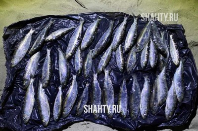 Изъяли донскую селедку у браконьеров на реке Дон