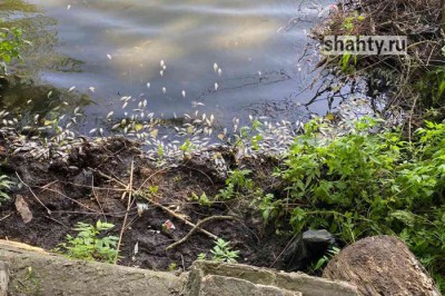 Погибло 4000 карасей в пруду в Персиановке