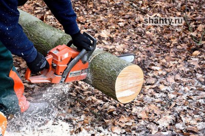 Спилил четыре клена под Каменском-Шахтинским: мужчина заплатит штраф 200 тысяч рублей