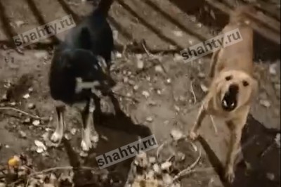 В Шахтах стая собак напала на женщину с ребенком рядом с детской поликлиникой