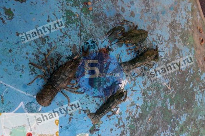 Обнаружили живых раков в фонтане в Ростовской области