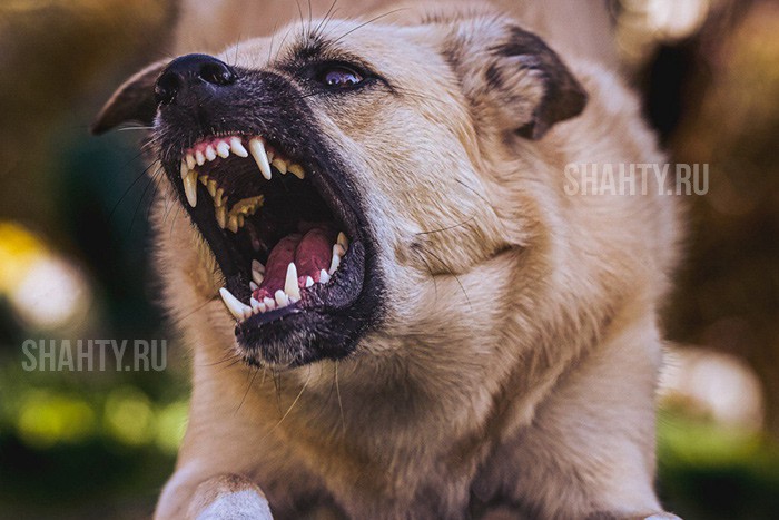 Cобака покусала 4-летнюю девочку в Ростовской области — дочку погибшего на СВО