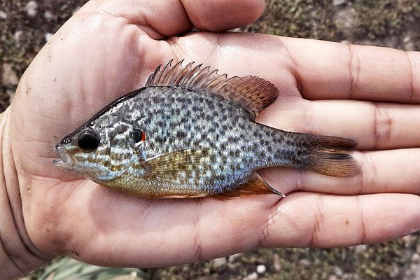 Обнаружен новый вид рыб в реках Ростовской области